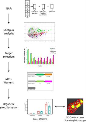 Subcellular Phenotyping: Using Proteomics to Quantitatively Link Subcellular Leaf Protein and Organelle Distribution Analyses of Pisum sativum Cultivars